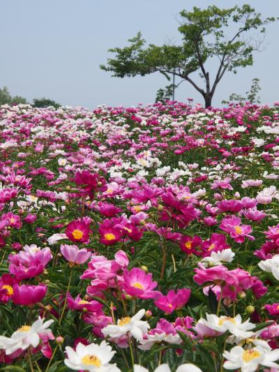 目にも鮮やか～～！！シャクヤクの楽園～～♪　☆色麻町・愛宕山農業公園シャクヤク園☆