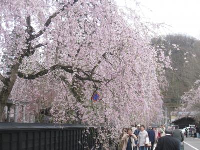 角館武家屋敷と桧木内川の桜　リベンジ旅