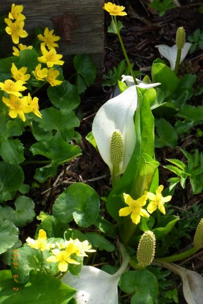 山◆水芭蕉の咲く尾瀬を歩こう♪（2日目）