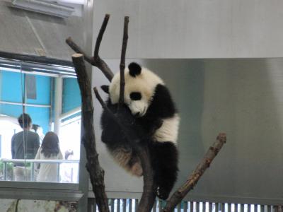 和歌山アドベンチャーワールドにパンダの赤ちゃん、優浜に会いに!