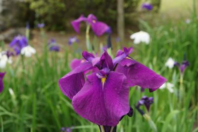 20130608-2 浜離宮庭園は、花菖蒲と紫陽花の季節