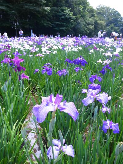 東村山の花菖蒲　北山公園お散歩