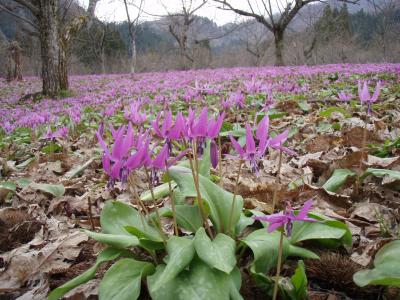 2013GW　東北ドライブ旅行　その３　～カタクリと水芭蕉と角館～