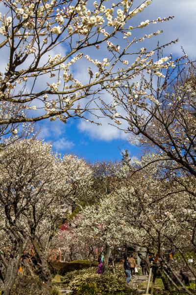 熱海/伊豆多賀/網代ぐるり旅【5】～梅香り、桜舞う。今年最初の春に出逢う～熱海梅園梅祭り2013[後編]