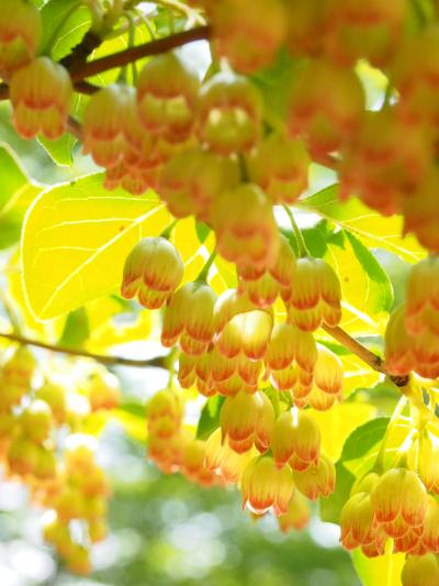 瓔珞ツツジを見たくて、天子ヶ岳へ通う。