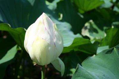 中国巡遊 Part5 岡山 大原美術館