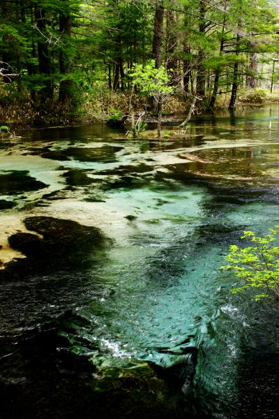 地球からの贈り物~マイナスイオングリーンに包まれる新緑の上高地~
