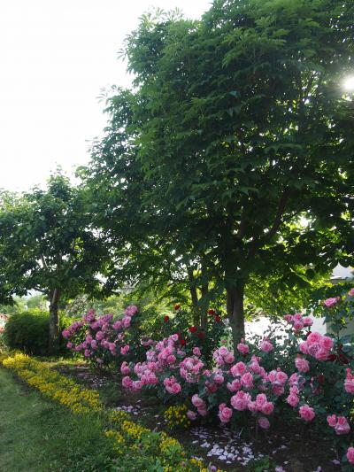 自然の中でバラづくしの１日！