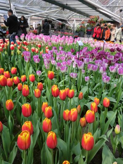 春先のみ開園する世界最大のチューリップ公園・キューケンホフ