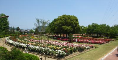 ２０１３年　岡山のＲＳＫばら園とドイツの森でバラをたくさん見ました。吉備津神社参拝