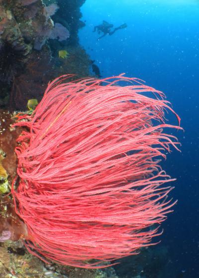 トラブルフリーでは無かった、トゥバタハリーフ・パラオスポート・ダイビング旅行記 その2水中