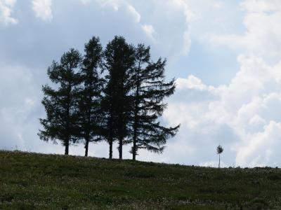 初夏の ふらの~嵐の木~旭山動物園