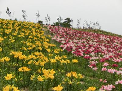 2013 大阪舞洲ゆり園