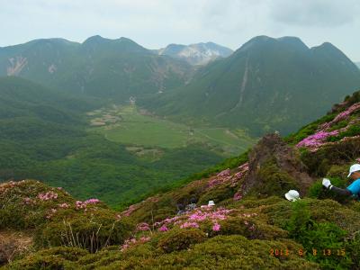 平治岳 満開のミヤマキリシマはいつ見るの？「今でしょう！！」