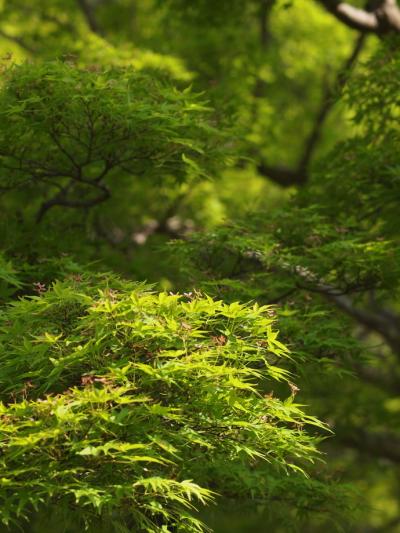 新緑の吉野（アラカルト、吉野名場面）