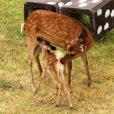 鹿の赤ちゃん大集合！＜鹿苑＞