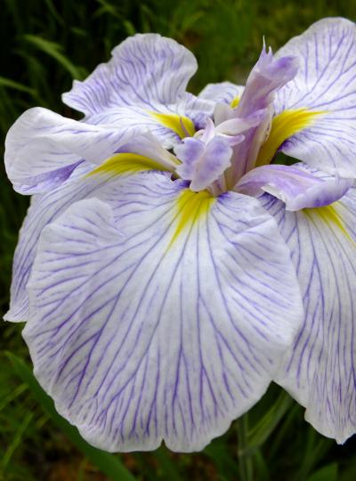 花菖蒲やバラが咲き、アジサイも咲き始めた須磨離宮公園