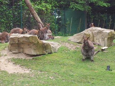 マドリッドの動物園☆FAUNIA☆