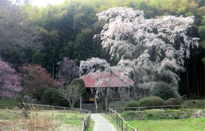 2013郡山・三春桜めぐり。3 雪村庵、弘法桜 夕暮れの桜花見