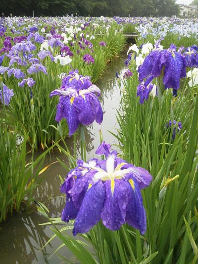 小さな旅　北山公園の菖蒲苑　Iris Garden in Kitayama Park