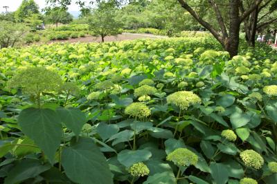 カメラと散歩　相模原北公園の紫陽花