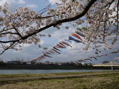 桜前線を追いかけて２０１３～岩手・秋田～ ①花巻空港・平泉・北上・盛岡