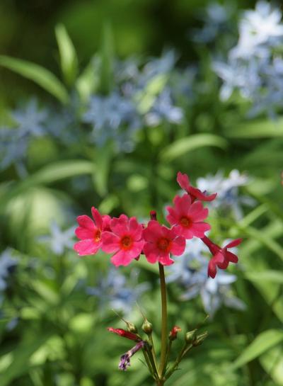 ５月の箱根　ホテル花月園のツツジ　箱根湿生花園の花々　２０１３年５月