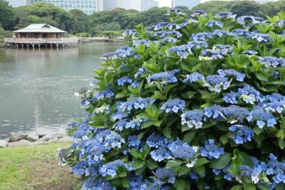 20130615-2 浜離宮庭園 今週も花菖蒲と紫陽花やねぇ 