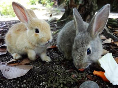 友達たずねて尾道へ＆大久野島でウサギと戯れる