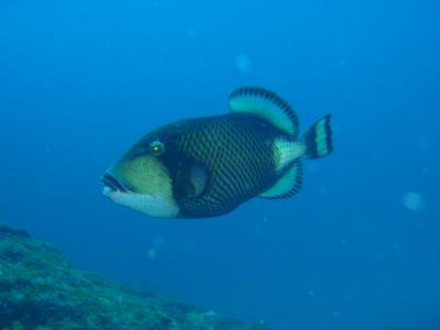 心身ともにリフレッシュ屋久島２