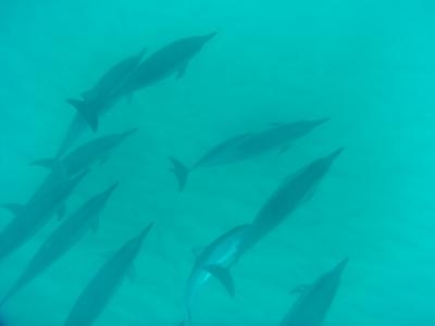 初めてのハワイ! 4日目~5日目 イルカと泳ぐ!!!