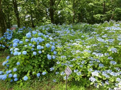 武蔵野の面影残す神代植物公園と深大寺