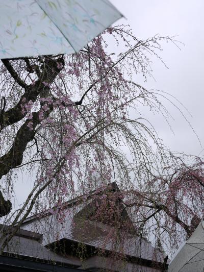 桜前線を追いかけて２０１３～岩手・秋田～ ②盛岡・角館・秋田空港