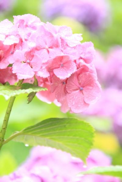 紫陽花、雨に咲く　～～多摩川台公園～～