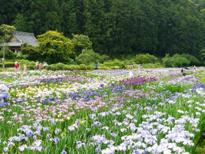 紫陽花も楽しめる加茂花菖蒲園♪