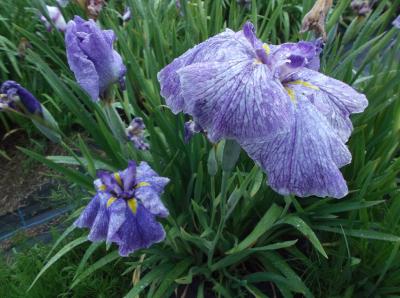 季節のたより公園散策（*^_^*）敦賀市総合運動公園花菖蒲園
