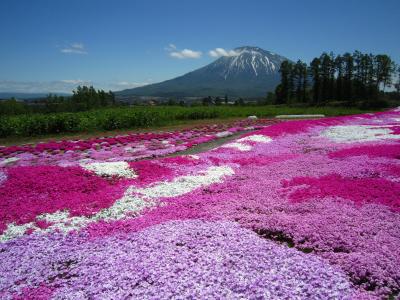 倶知安の新スポット！　凄すぎ～★三島さんちの芝ざくら庭園★