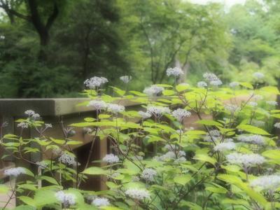 コアジサイって、どんなアジサイ・・・？　☆仙台市野草園☆