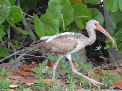 2013 GW フロリダとニューヨーク06：サニベル島　夕陽と野鳥と貝殻