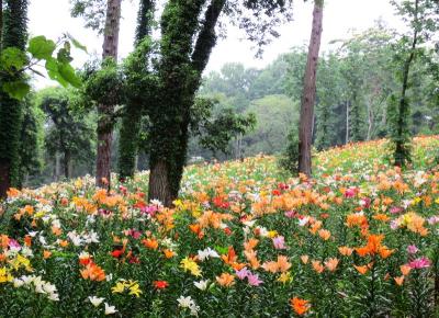 ＜トトロの故郷･梅雨＞雨の日の花散歩・４５万株のゆりと10万本の花菖蒲