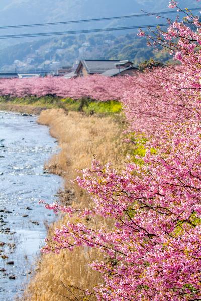 東伊豆ぐるり旅【6】～本州一の早咲き桜　河津桜～河津さくらまつり2013[前編]