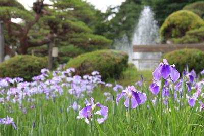 山形　　　長井あやめ公園