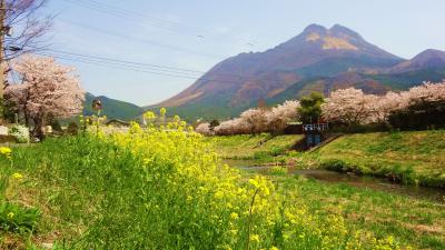 菜の花と桜の花びらに春風そよそよ in湯布院