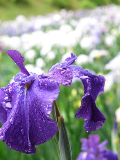 頼成の森　花しょうぶ祭り