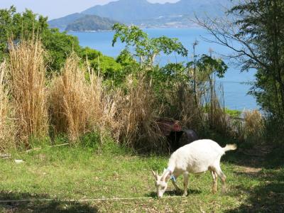 塩飽諸島 志々島で子ヤギに癒される の巻