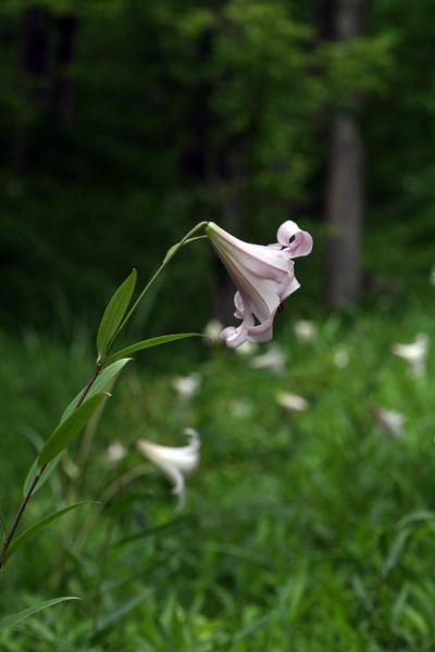 車で岐阜 ★可児御嵩みたけの森 ささゆりハイキング 2013