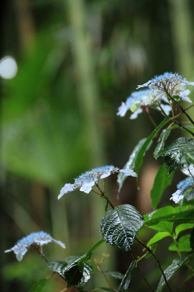 石川　本興寺の紫陽花と卯辰山花菖蒲園