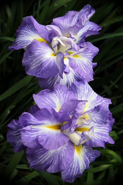 Solitary Journey ［1217］ 小倉山城跡の麓で花菖蒲観賞＜小倉山公園‘花菖蒲園’散策＆天意の里ハーブガーデン＞広島県北広島町