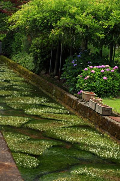 福井　一乗谷朝倉氏遺跡と治左川の梅花藻