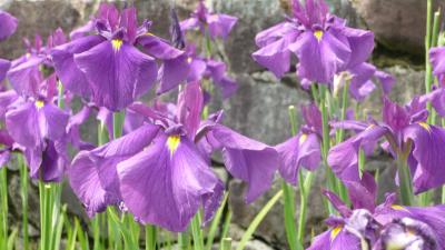 播磨の小京都と花菖蒲・・・2012年